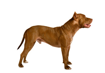 American Pit Bull Terrier dog standing over white