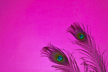Obraz premium pink background on two peacock feathers,peacocks tail on pink background,bird background written text space ,written text space,pink background,peacocks