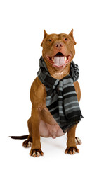 American Pit Bull Terrier dog with warm scarf around neck