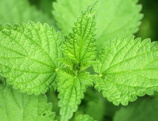 Nettle leaves green background close up