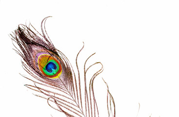 Obraz premium peacocks,peacocks tail on white background,close up view peacock feathers, text written space,copy space on white background with peacock feathers