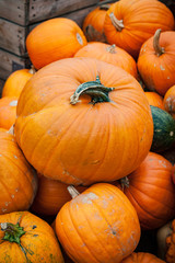 Kürbis für Halloween