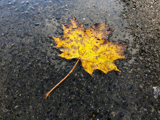 Single Leaf in puddle