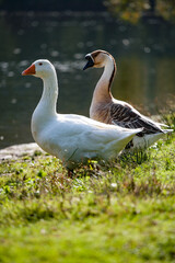 Gänse: Ungleiches Paar