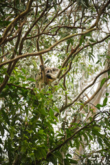 Wild koala bear perched in a tree on the Gold Coast, Queensland, Australia at sunset
