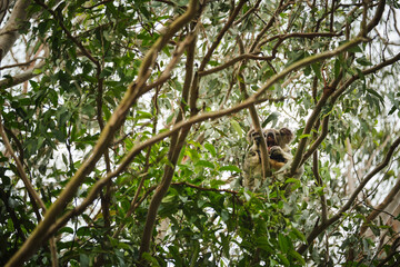 Wild koala bear perched in a tree on the Gold Coast, Queensland, Australia at sunset