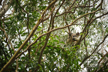 Wild koala bear perched in a tree on the Gold Coast, Queensland, Australia at sunset