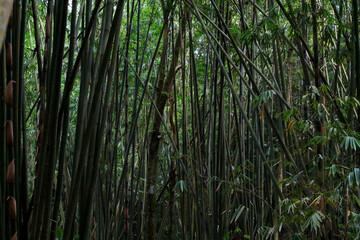 Fototapeta na wymiar Groove of young bamboo tree with leaves, Full frame shot of bamboo trees (pohon bambu) Taken in Sibolangit, Indonesia