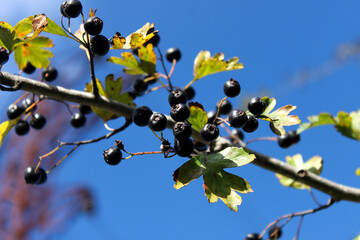 Black hawthorn against the sky