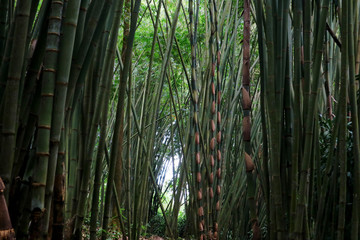 Groove of young bamboo tree with leaves, Full frame shot of bamboo trees (pohon bambu)   Taken in Sibolangit, Indonesia