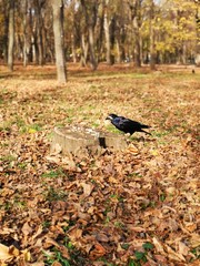 Black crow in the autumn park