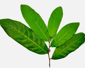green leaf isolated on white background