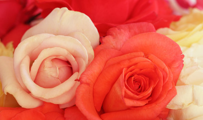 Two red and light pink rose flowers