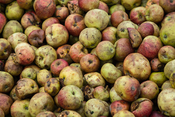 Apples to make cider ready to be pressed