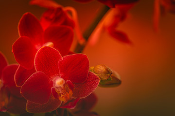 Orchidee, Orchideenblüten, romantisch