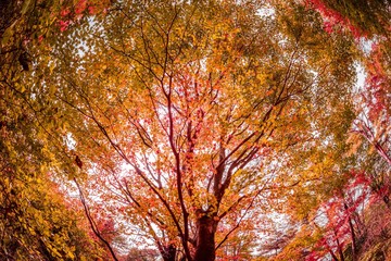 魚眼レンズで撮影した紅葉の森林風景