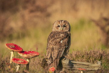 Tawny Owl ;Strix aluco,