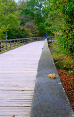 Railing by Path on a Woodland Boardwalk