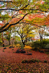 紅葉の風景