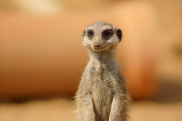 A meerkat looking at the photographer