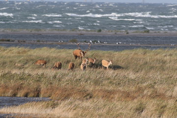 Deer on the darss, mecklenburg  pomerania, Germany