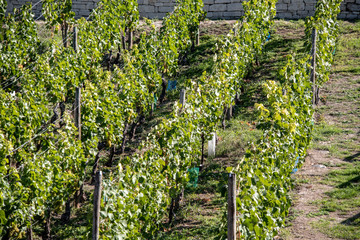 Fototapeta na wymiar Saxony Anhalt, view of vineyards with grapevines in autumn in Freyburg / Unstrut