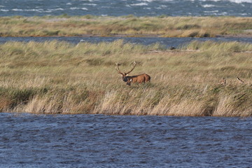 Deer on the darss, mecklenburg  pomerania, Germany