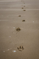 Fototapeta na wymiar paw prints in the sand