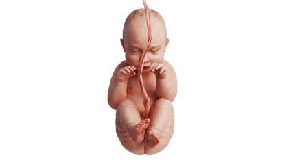 Embryo human fetus unborn baby beautiful, front view. 3D rendering