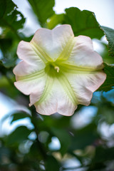 ナスタチューム