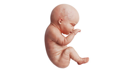Embryo human development fetus unborn, side view. 3D rendering - 301564848