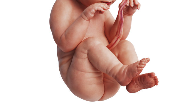 Embryo human development fetus unborn, close view. 3D rendering