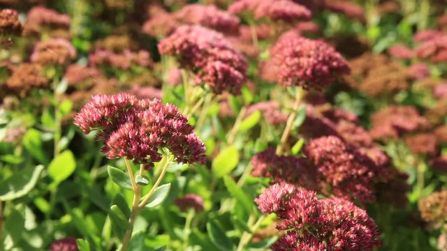 Blooming red flowers on flower bed. Crimea.
