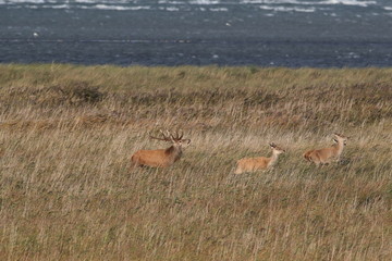 Deer on the darss, mecklenburg  pomerania, Germany