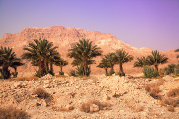 Fototapeta na wymiar An oasis in the desert. The row of palm trees grows in desert at sunset. Wilderness