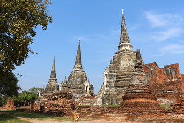 Fototapeta premium ancient temple in ayutthaya thailand