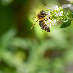 Bienen