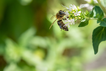 Bienen