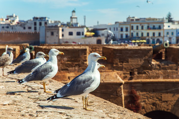 Seagulls in the port of Essaouira.
