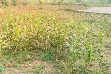 Corn farm with cob and flowers near a fallow ground in the North Vietnam