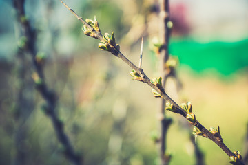 Sea buckthorn branch with new green leaves. Selective focus. Shallow depth of field.
