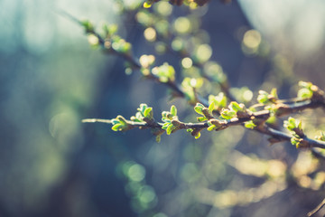 Sea buckthorn branch with new green leaves. Selective focus. Shallow depth of field.