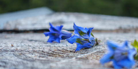 Enzian Blüten auf einem Holzstumpf als Panorama
