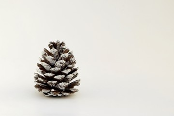 Pine cone on white background closeup
