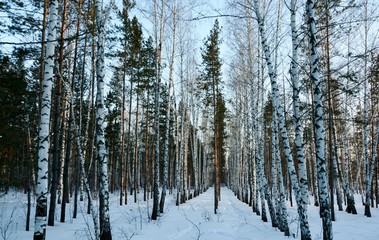 Slender rows of birches and pines in the winter forest.