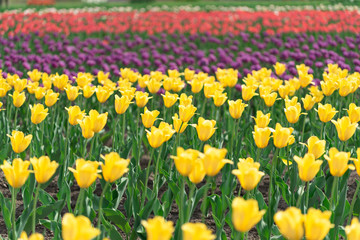 チューリップ畑