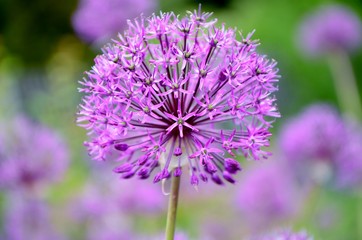Ornamental onion Allium closeup on the background of the garden.