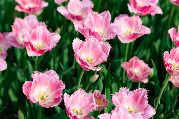 沢山のチューリップ達