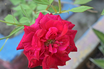 red roses, red roses planted in the home yard