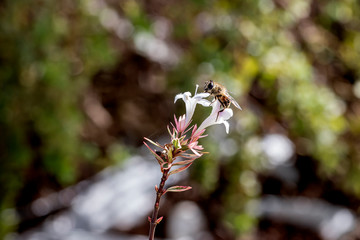 Eristalis a large genus of hoverflies, family Syrphidae in a garden